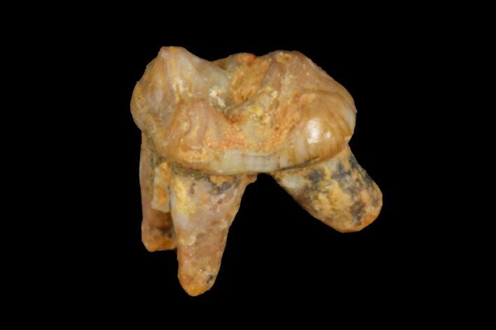 Eocene Primate (Necrolemur) Rooted Tooth Fossil - France #179994